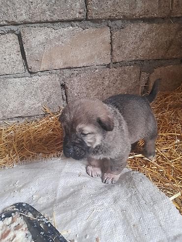 heyvanlar və balaları: Peyvəndli — 7