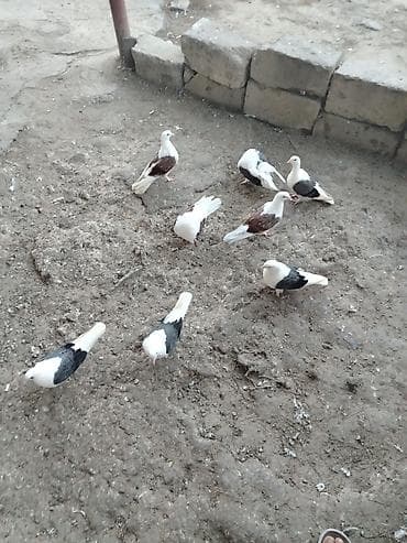 Птицы: Ev göyərçinləri – qarışıq rəngli sürü - Növ: ev göyərçinləri (uçuruşa — 2