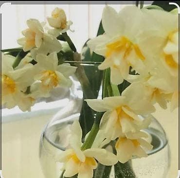 Çöl bitkiləri: Salam kimdə varsa buyurub yazsın güllü lazımdır çox sayda — 1