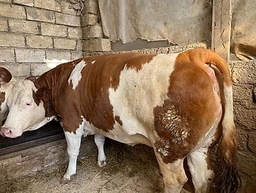 Keçilər, çəpişlər: Martın axrı 2 ci balaya dogacaq ünvan məhəmmədi — 1