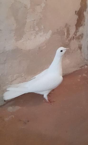 goyercin satisi 2019: Tutulma maya — 2