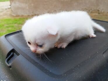 cins pişiklər: Ağ rəngli balaca pişik balaları - Cinsə bənzər xüsusiyyətlər — 1