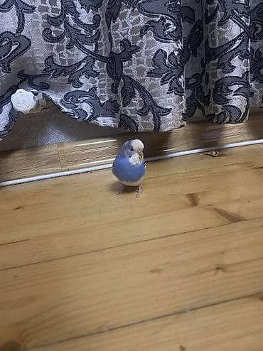 Satılır. təkdi. marağa almışam uşağa görə. satiram. ayrıca