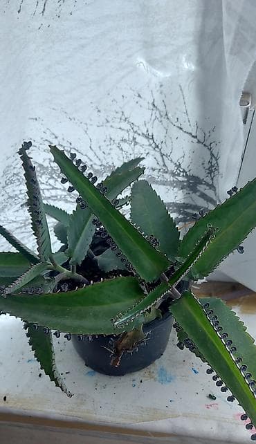 Daxili sukulentlər kolleksiyası – 4 müxtəlif növ - Sansevieria — 2