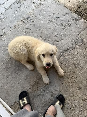 İtlər: Retriever, 3 ay, Erkek, Peyvəndli, Ünvandan götürmə — 4