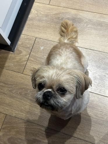 döyüş itləri: Shi-tsu, 2 il, Dişi, Peyvəndli, Ünvandan götürmə — 3