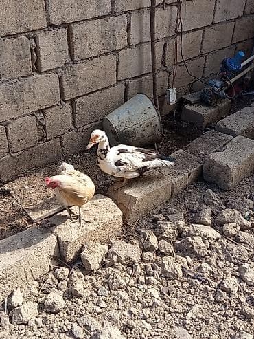 Heyvanlar: Dişi, | Lal ördək, Ətlik, Ünvandan götürmə — 9
