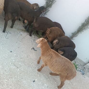 Salam hervaxdız xeyir saxlamlıq quzularm cxdı satqa isdiyen elaqe — 15