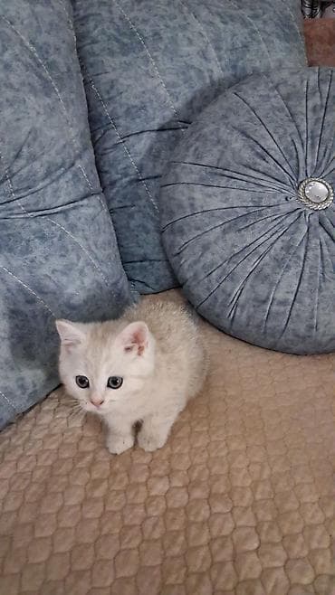 Qızıl şinşilla, Dişi, Yaxşı əllərə, Ünvandan götürmə, Ödənişli çatdırılma — 1