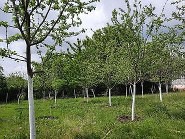 lehis baglari torpaq satilir: 12 sot, Tikinti, Mülkiyyətçi, Kupça (Çıxarış) — 3