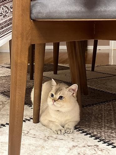 Akvariumlar: Britan, Erkək, Cütləşmə üçün — 1