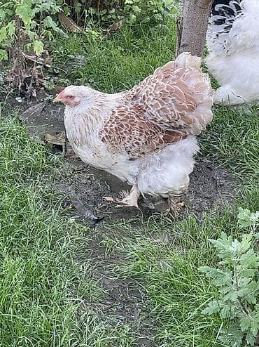 cex qus: Brama splash solmon. Brama cinsi 1 illik fere satılır aprelde — 5