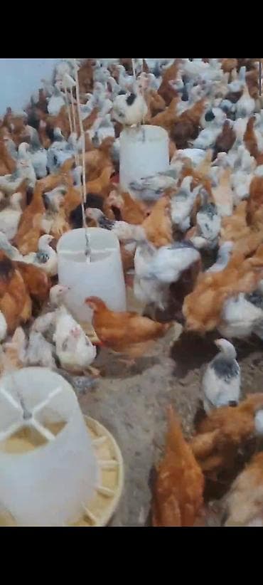 toyuğu: Toyuq cücələri, Ətlik — 3