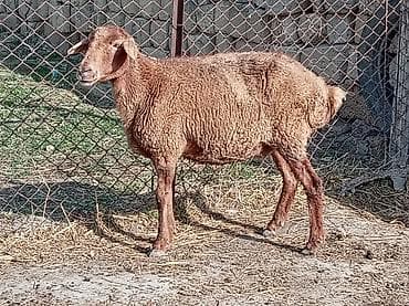 Digər heyvanlar: Qoyun satılır yaşdı qoyun du boğazdi yelindidi — 3