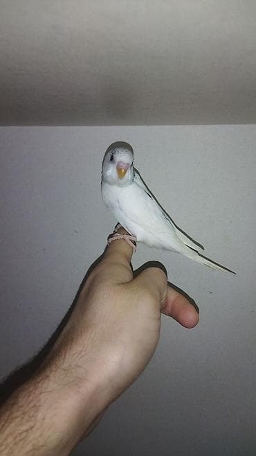 xaski it adlari: Il — 4