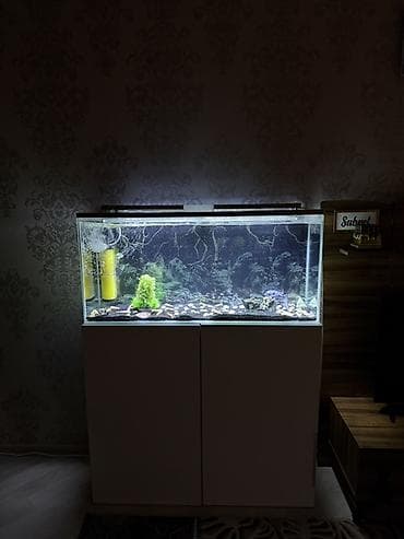 balıq yemleri: Dördbucaq akvarium, Balıqlarla birlikdə, 240 l — 1