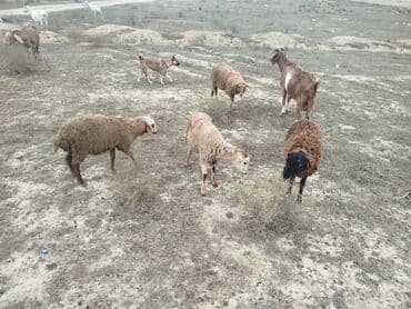 Quzu 6 quzudu 2 erkek 4 dişi biri 235 AZN kom alana cüzi endirim — 1