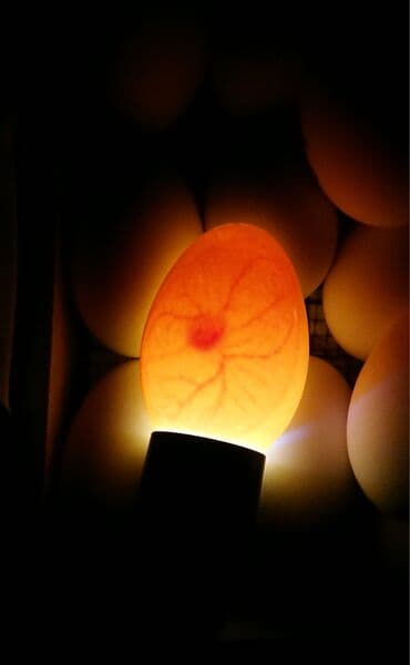 ordey satisi: Dişi, Damazlıq, Ünvandan götürmə — 8