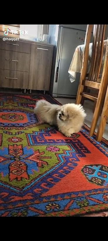 it satisi gence: Salam 6 ayı tamam olmayıb dil bilir peyvendler olunub erkekdi. Ünvan — 2