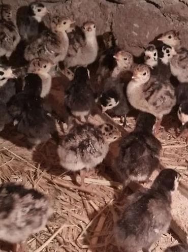 hindüşka: Hinduşka cücələri, Ətlik — 2