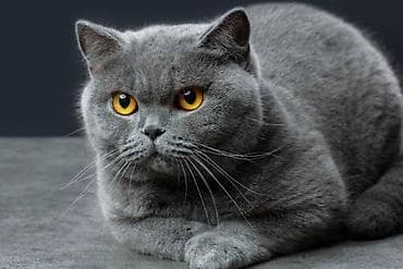 Şotland, Erkək, Yaxşı əllərə, Ünvandan götürmə