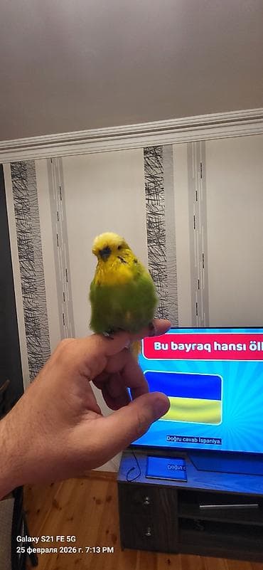 Digər quşlar: 1il yarımlıq Vıstıvka erkəkdi. İki dəfə bala verib. Çox möhtəşəm bala — 3