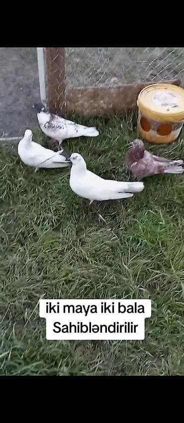 ev quşları haqqında melumat: İki maya + iki bala göyərçin sahibləndirilir. Xüsusiyyətlər: - 2 ədəd — 3