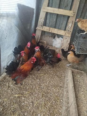 Sağlam xoruzlar satılır ən ucuz qiymətə Cücələr və xoruzlar – — 3