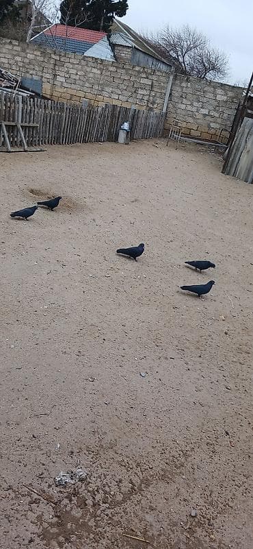 Akvariumlar: 5 dene goyercin satilir 5 denesi 20 manata - Növ: ev göyərçini (qara — 3