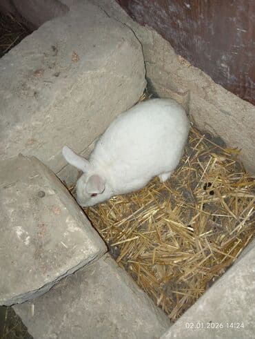 Qoyunlar, qoçlar: 10 eded böyük dovşanlar 8 ana 2 erkək analar hamisi boğazdi — 5