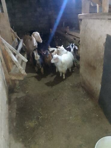 Qoyun-keçi sürüsü - Şəkillərdə təsərrüfat şəraitində saxlanılan lalafo.az -da Qoyun-keçi sürüsü - Şəkillərdə təsərrüfat şəraitində saxlanılan
