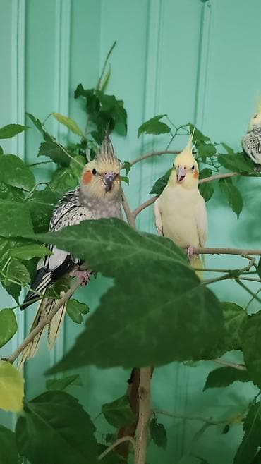 ana bala keci: 2 erkek 1 dişi dişi yumurtlayır evde saxlanılıb qefesle bir yerde — 5