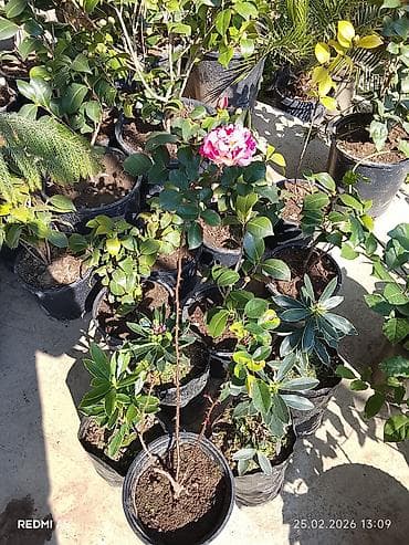 gül və çiçək adları: Bütün Bölgələrə çatdırılma var ətraflı məlumat üçün whatsapp da yaza — 6