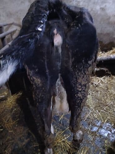 Грызуны: Süd yönümlü inək qısırdı balasi yoxdu - Rəng: qara-bəzəkli, başı ağ — 4