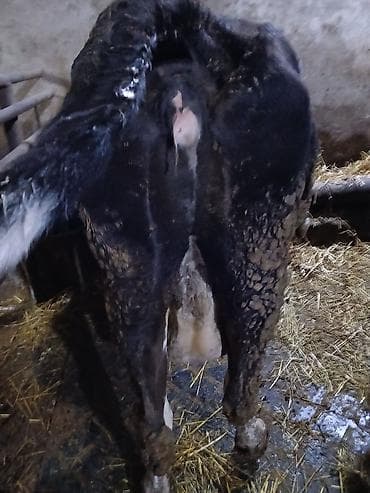 Toyuqlar: Qısırdı balası yoxdu - Cins tipi: qara-ağ (yerli südlük istiqamət) - — 1