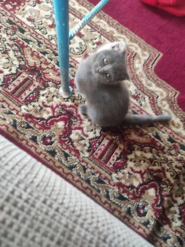 кошка шотландская цена: Salam. Şotland pisiyidi 2 ayligdi. disidi atasida anasida Şotland-di — 8