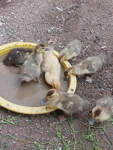 lal ördek: Muscovy (hind) ördək balaları – sağlam və aktiv sürü - Növ — 2