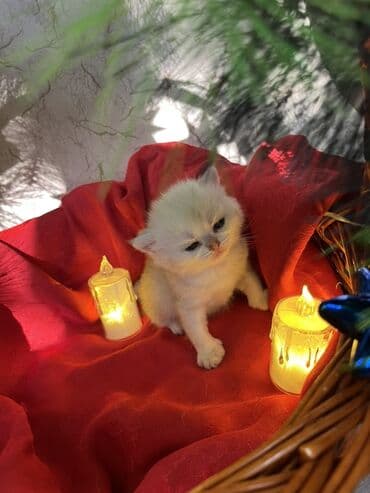 pulsuz it satilir: Britan, Erkək, Dişi — 9