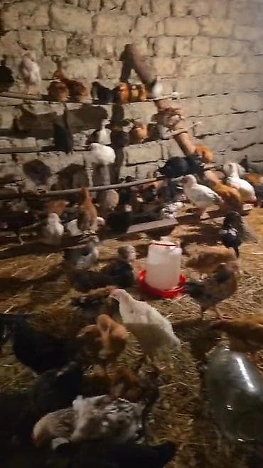50gunuy kənt colpaları var satıq xacmazda vasapa yaz 0554626380