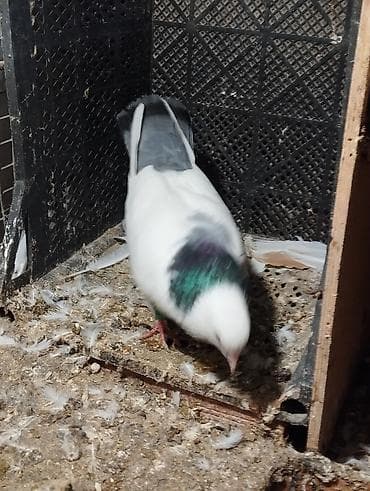 İtlər: Salam Aleykum çep maya tutulmadi dikelib oynuyan qusdu maya 25m — 7