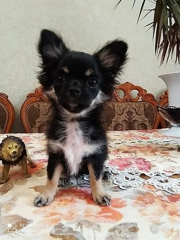 İtlər: Çixuahua, 4 ay, Erkək, Peyvəndli, Ünvandan götürmə — 4