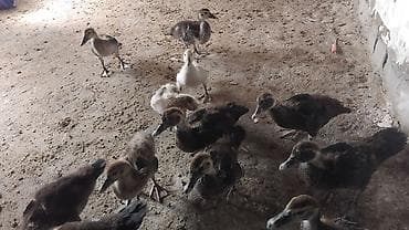 mandarin ördək: 50gunluk balalardi 10denesi zumurdu macarda lavandada var icnde tek — 5