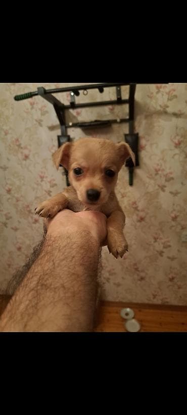 Çixuahua, 2 ay, Erkek lalafo.az -da Çixuahua, 2 ay, Erkek