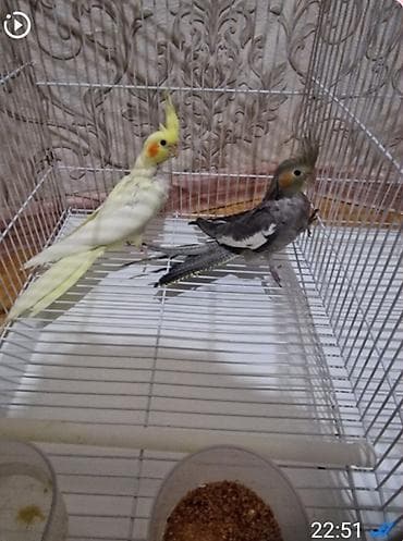 Nimf papuqayları (cockatiel) – 2 ədəd - Rənglər: biri krem-sarı (sarı
