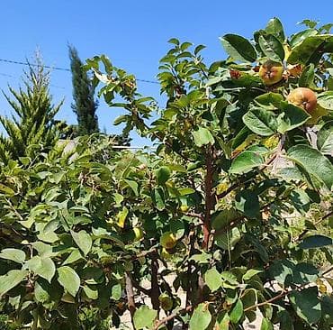 bulbule heyet evleri: 800 kv. m, 3 otaqlı, Qaz — 4