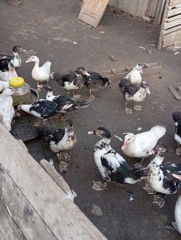 Inəklər, öküzlər: Məhsul: Muskoviy (hind) ördəklərý bu Təsvir: - Ağ, qara-ağ və — 6