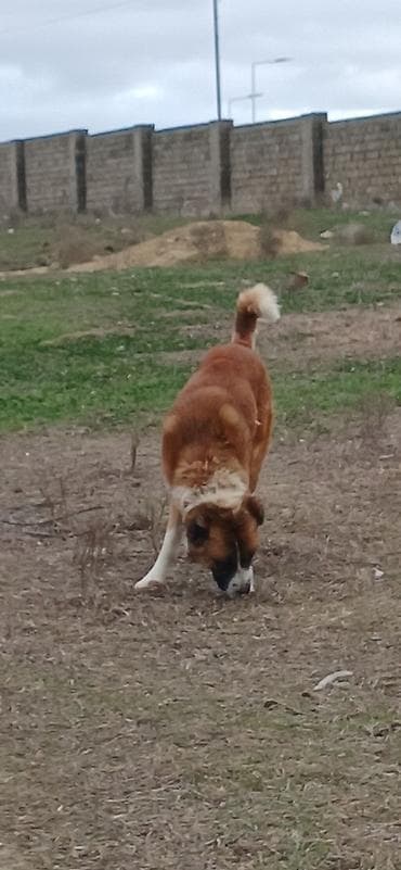 pulsuz heyvan: Qurdbasar, 1 il, Erkek — 2