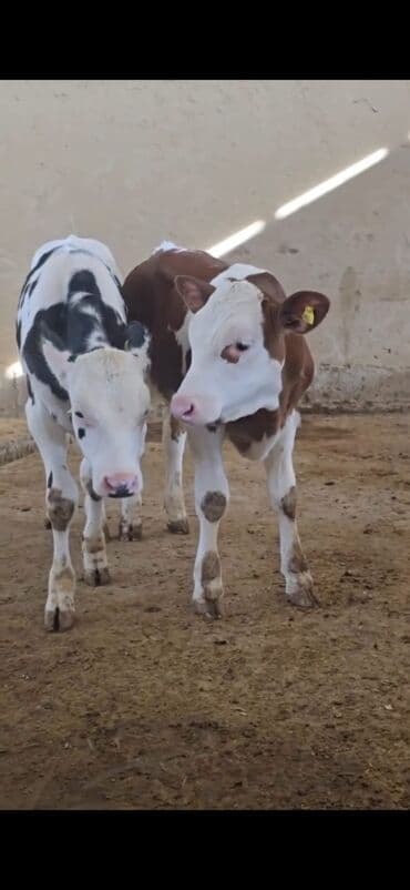 ucuz toyuqlar: Məhsul: Dana (2 ədəd) Təsvir: - Cins tip: süd istiqamətli seleksiya – — 9