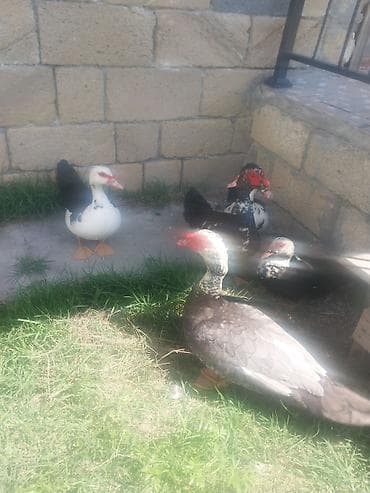 kanada sortu hinduska: Musk ördəkləri (indo-ördəklər) – müxtəlif rəngli fərdlər - Cins — 1