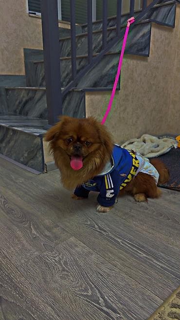 Pekines, 8 ay, Erkek, Peyvəndli, Pulsuz çatdırılma — 2